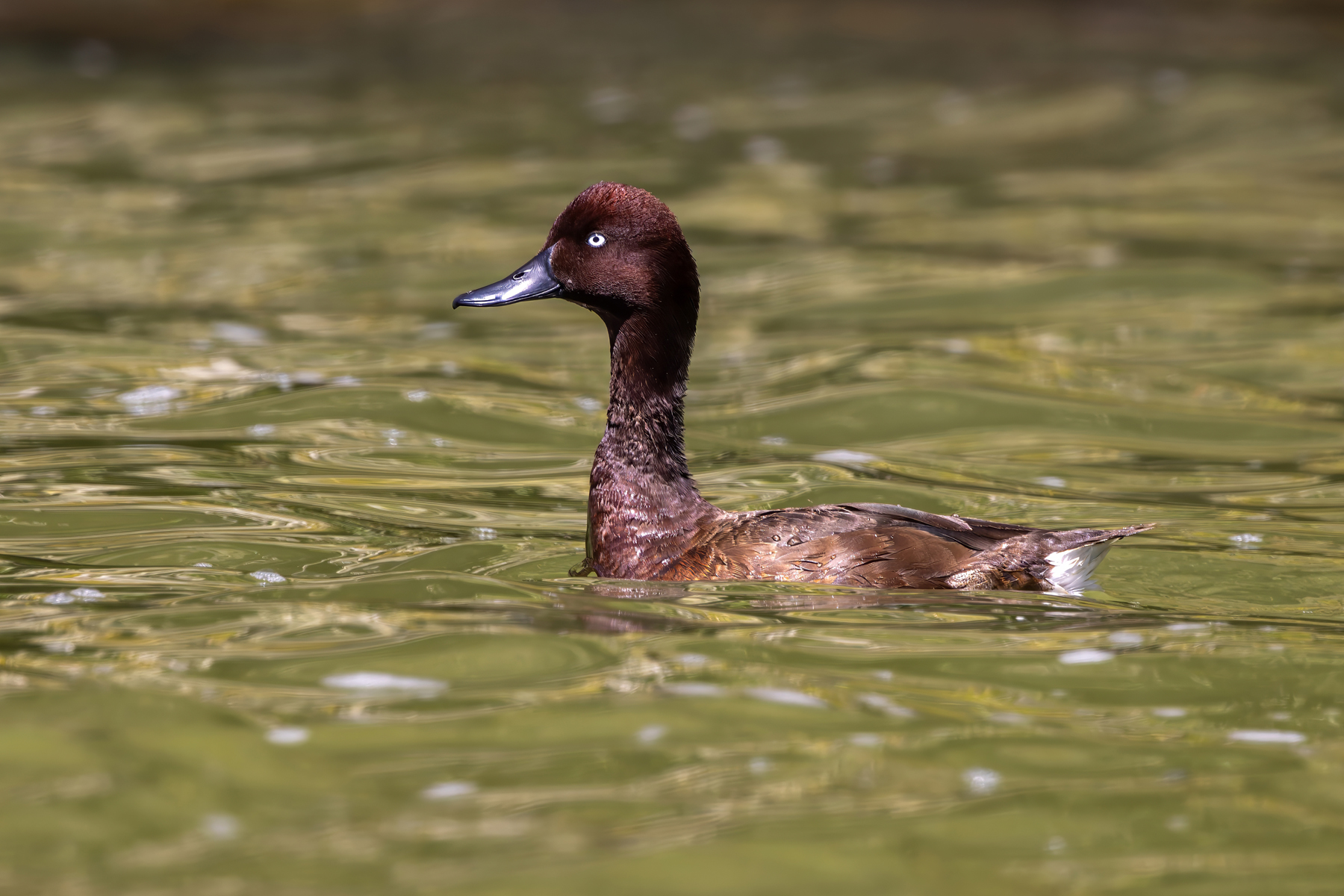 Madagascar Pochard (image by Nik Borrow)