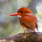 Madagascar Pygmy Kingfisher (image by Nik Borrow)