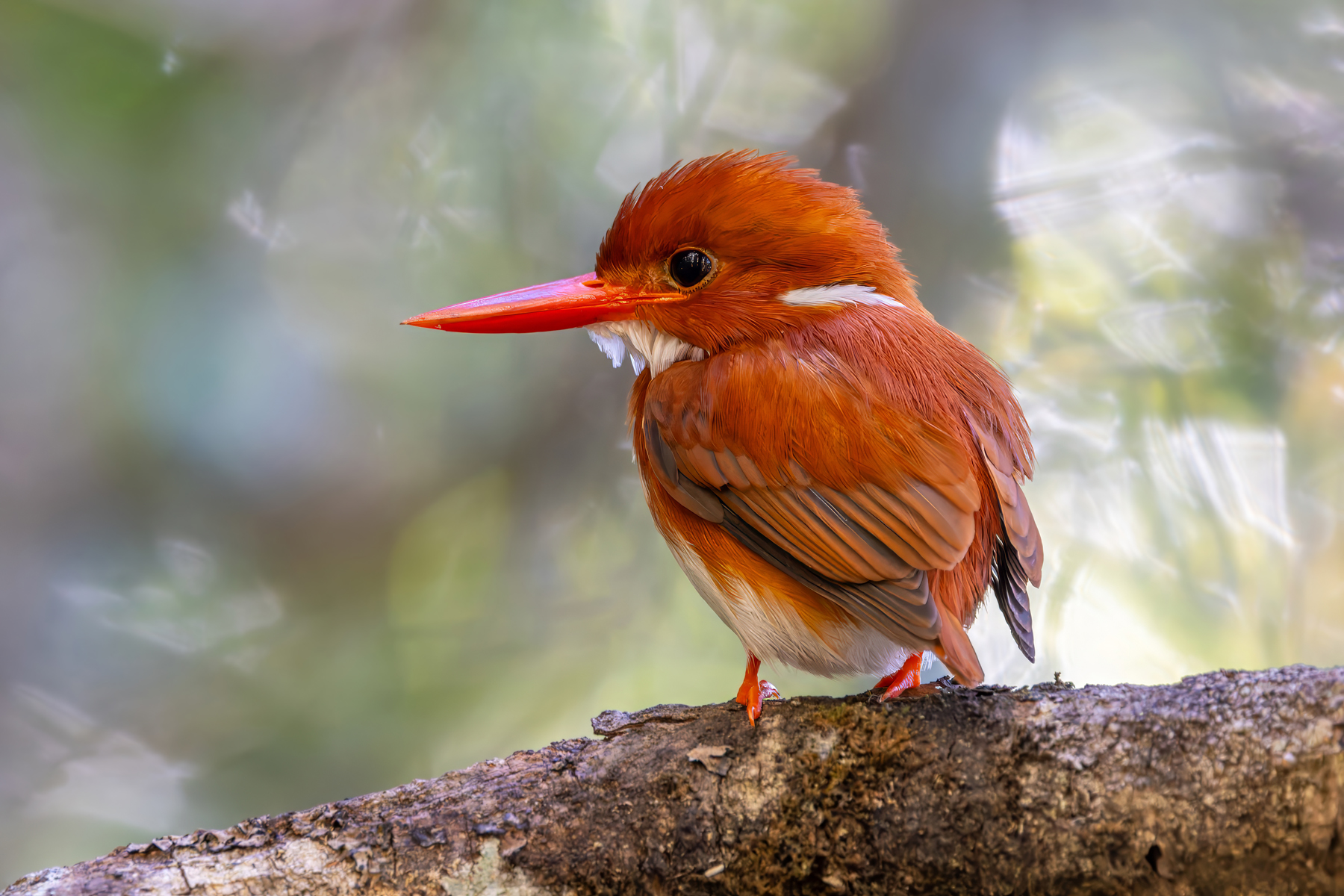 Madagascar Pygmy Kingfisher (image by Nik Borrow)