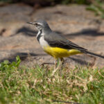 Madagascar Wagtail (image by Nik Borrow)