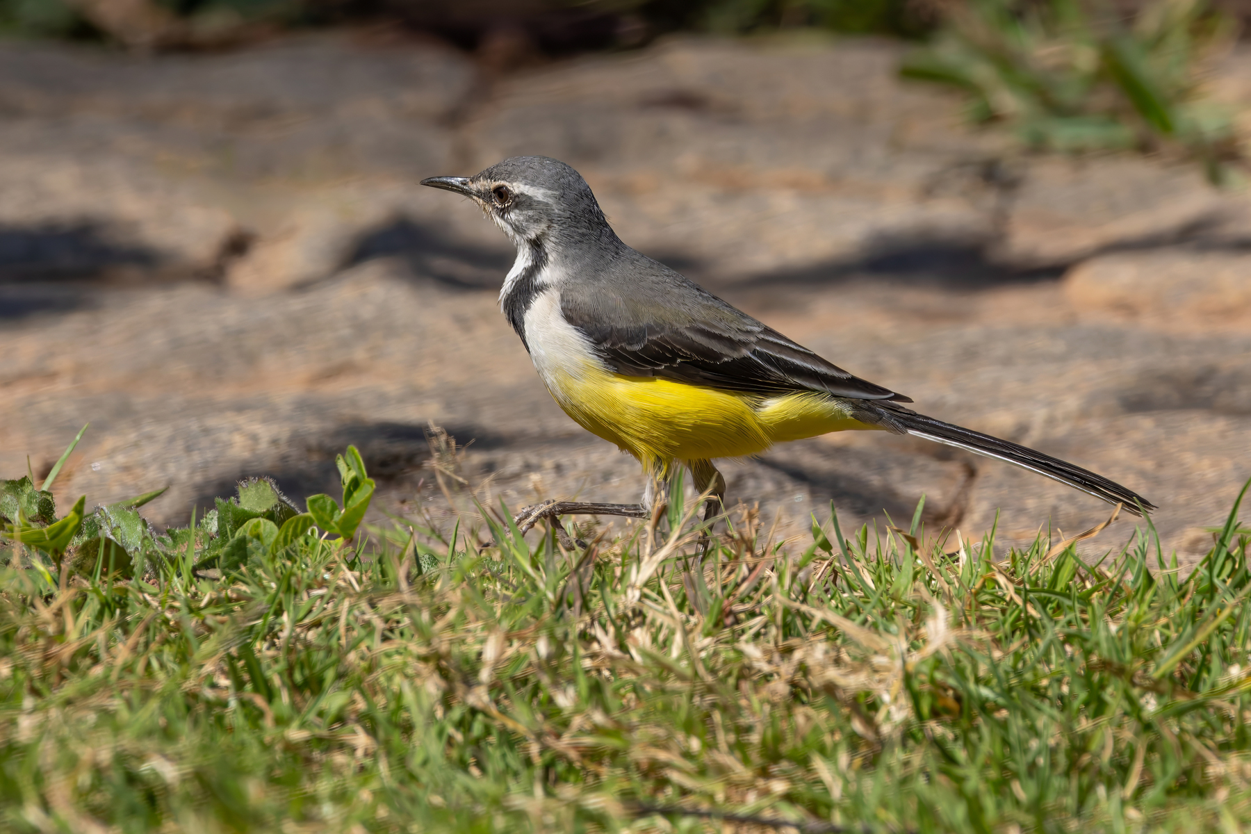 Madagascar Wagtail (image by Nik Borrow)