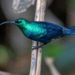 Malagasy Green Sunbird (image by Nik Borrow)