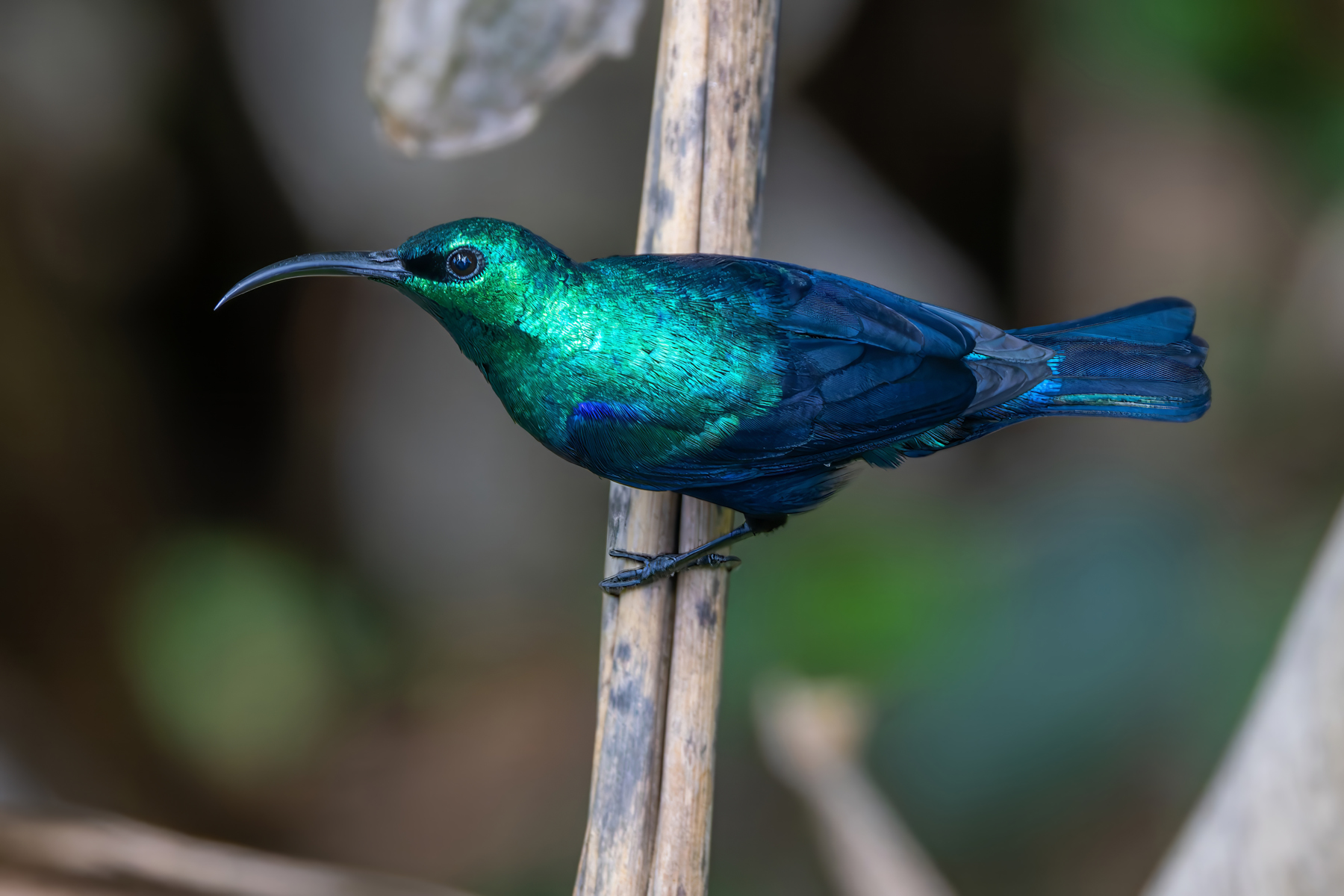 Malagasy Green Sunbird (image by Nik Borrow)