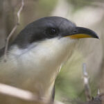 Mangrove Cuckoo (image by Tony Mills)