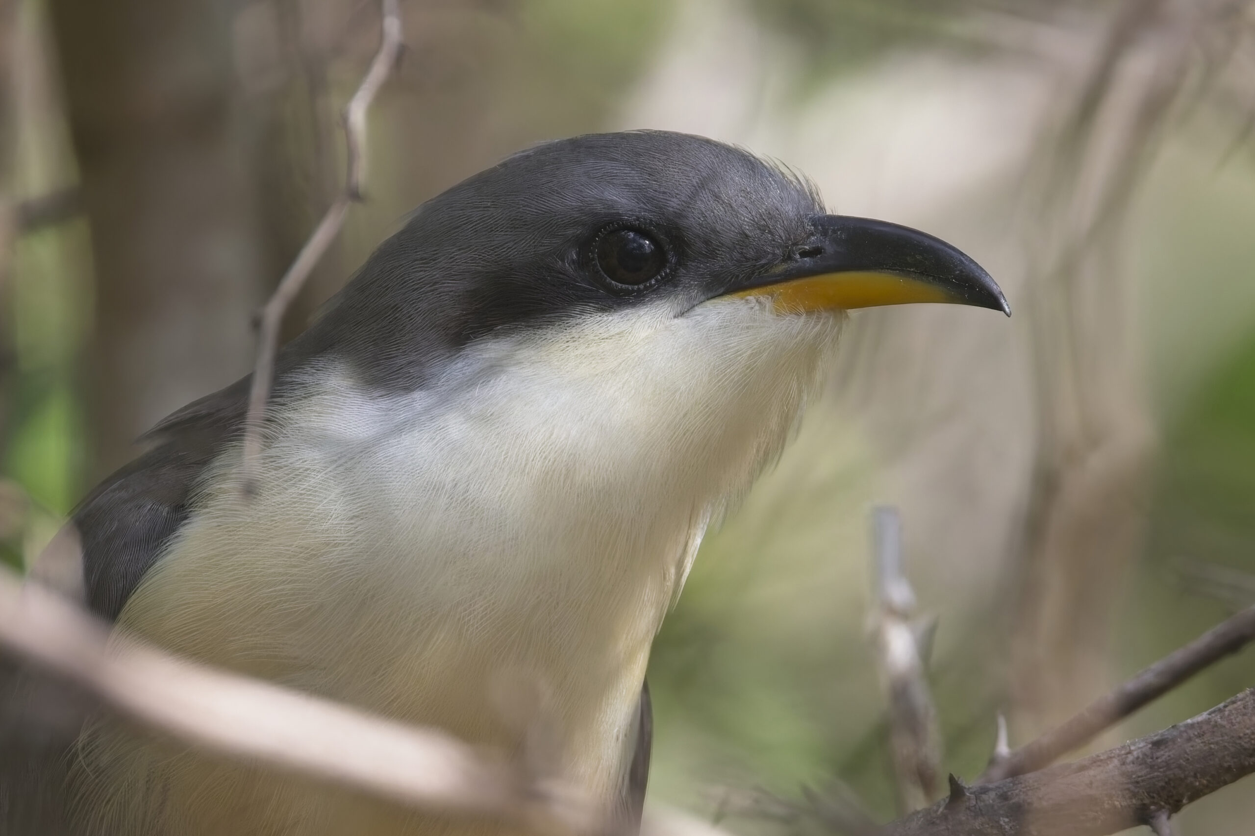 Mangrove Cuckoo (image by Tony Mills)