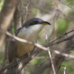 Mangrove Cuckoo (image by Tony Mills)
