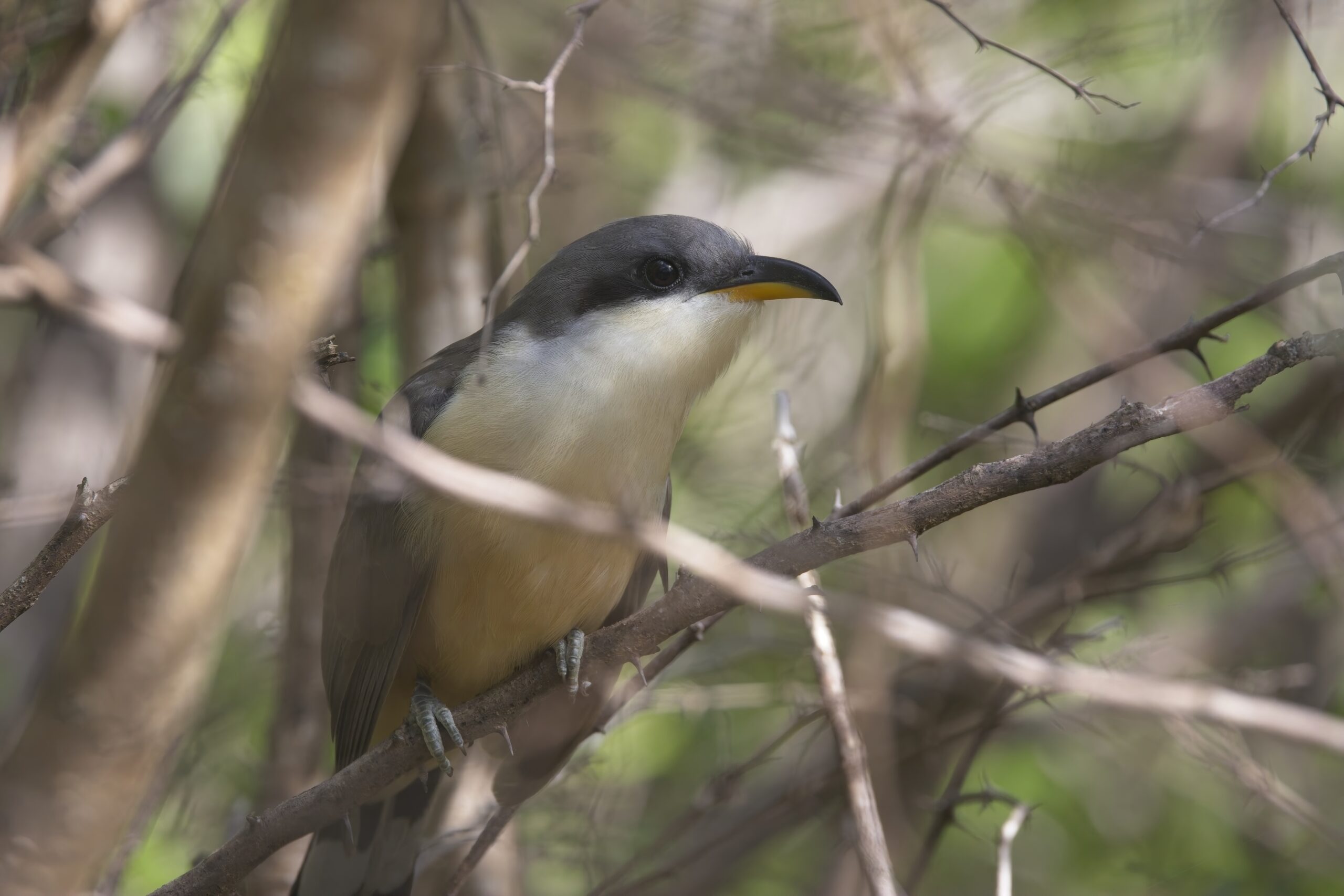 Mangrove Cuckoo (image by Tony Mills)