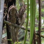 Marbled Frogmouth (image by Dáni Balla)