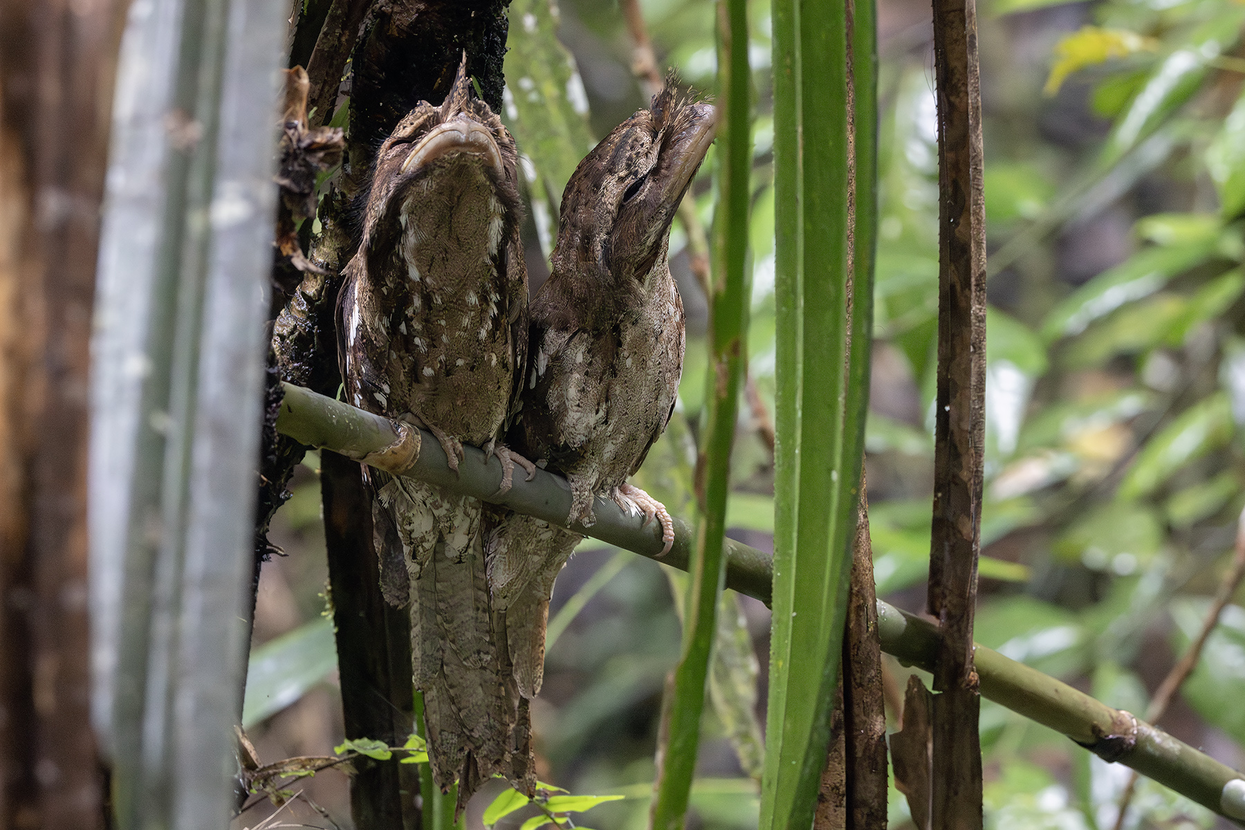 Marbled Frogmouth (image by Dáni Balla)
