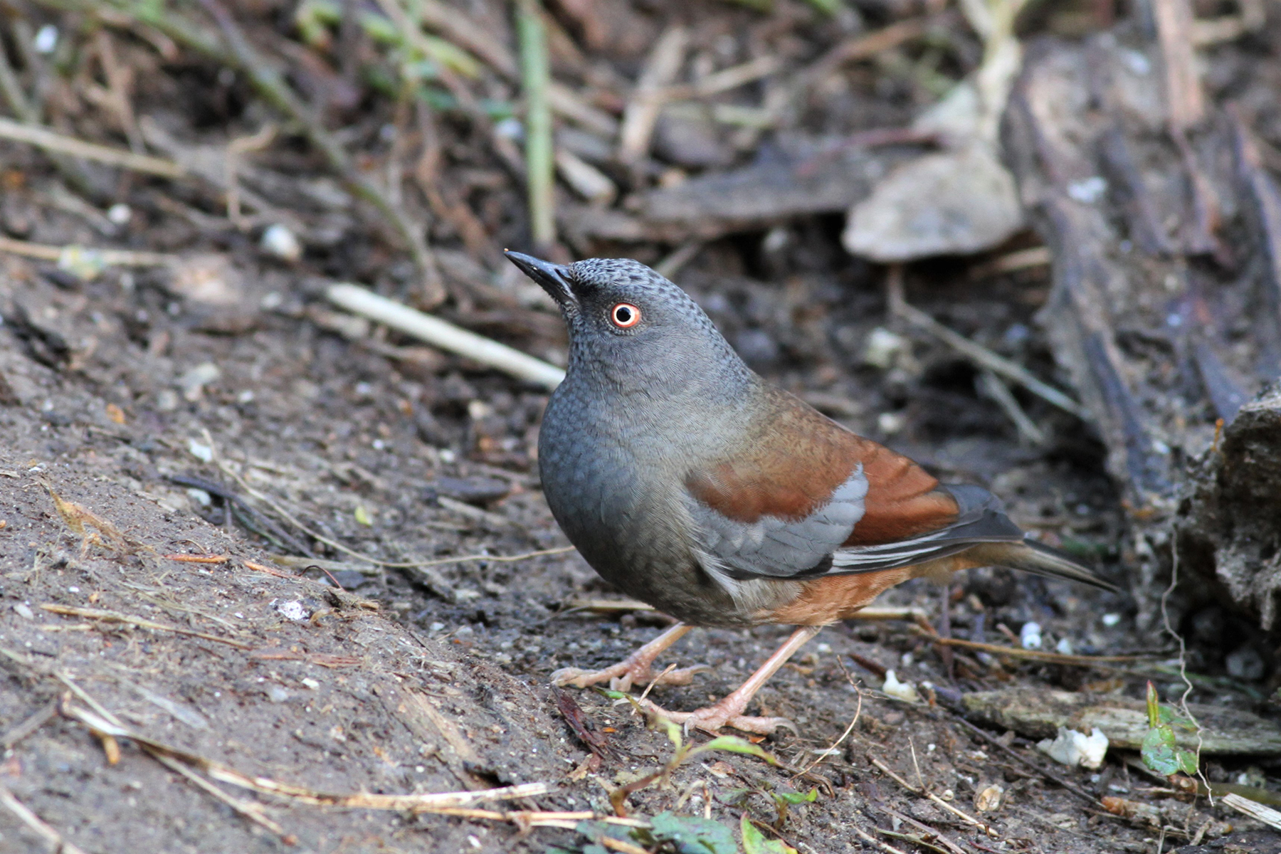 Maroon-backed Accentor (image by Hannu Jännes)