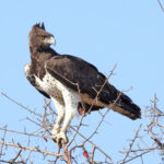 Martial Eagle (image by Janos Olah)