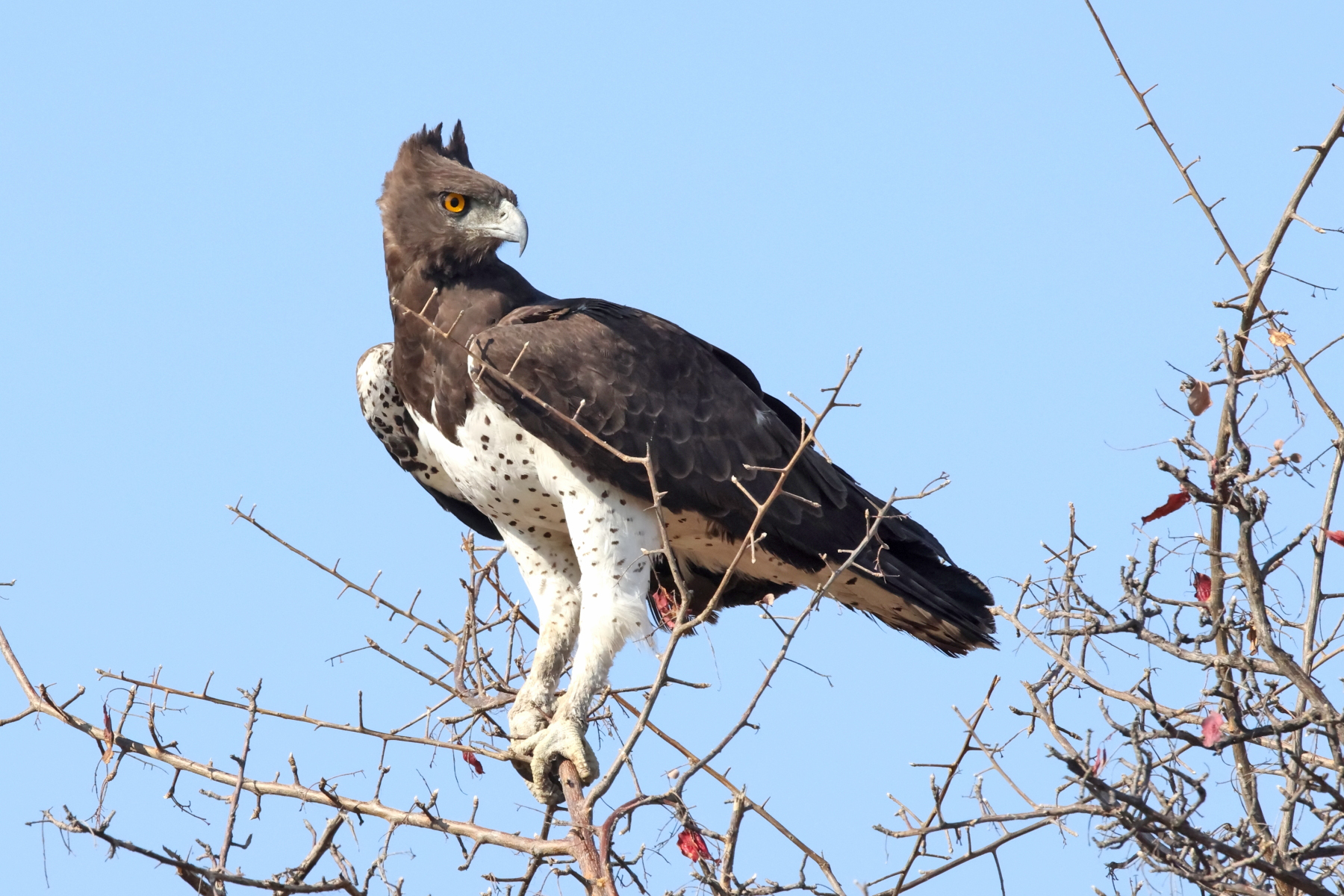 Martial Eagle (image by Janos Olah)