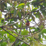 male Martinique Oriole (image by Diedert Koppenol)