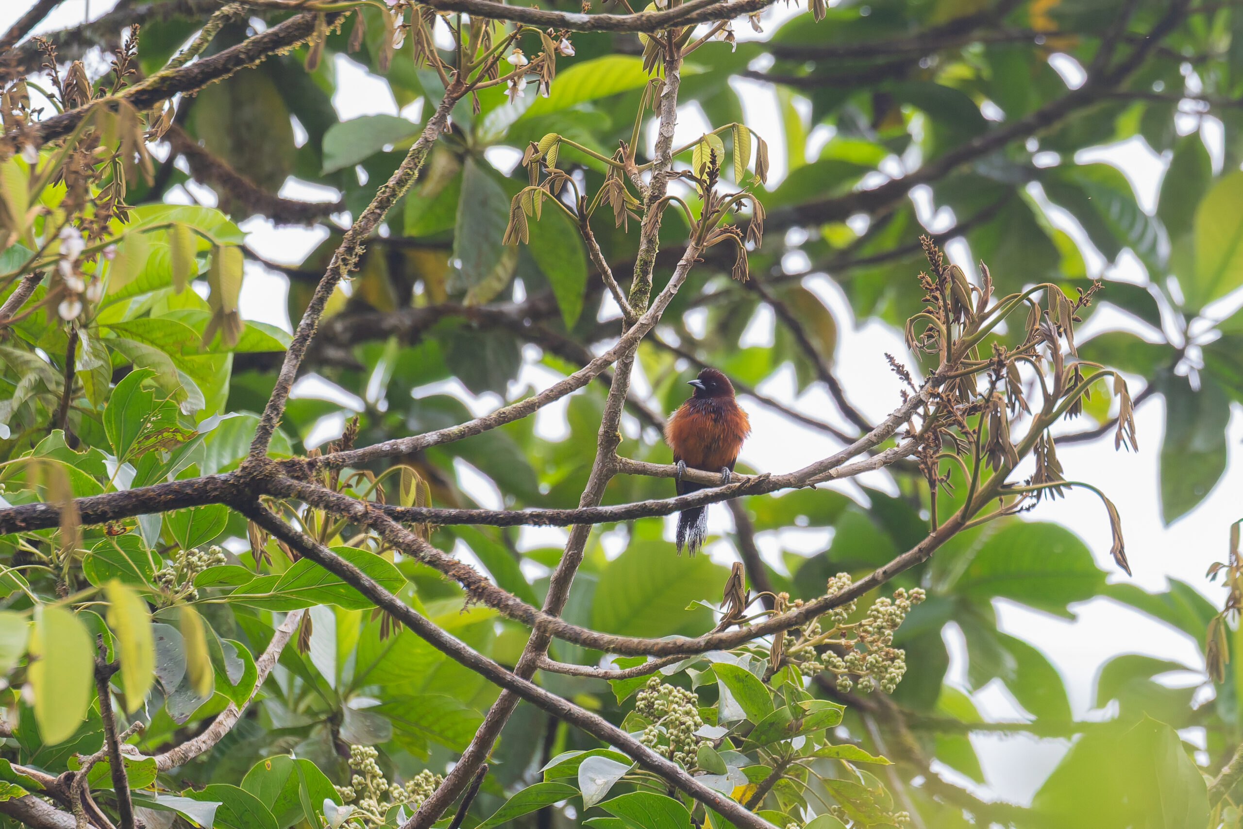 male Martinique Oriole (image by Diedert Koppenol)
