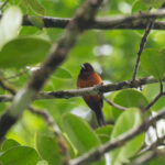 male Martinique Oriole (image by Diedert Koppenol)
