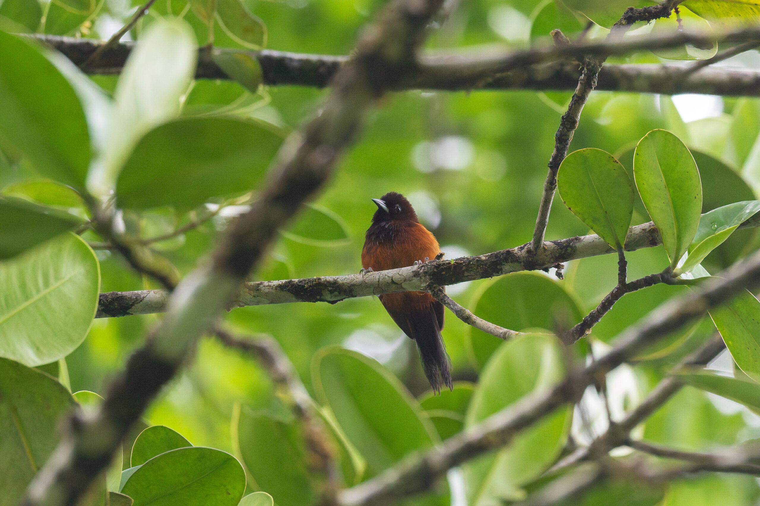 male Martinique Oriole (image by Diedert Koppenol)