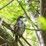Martinique Thrasher (image by Diedert Koppenol)