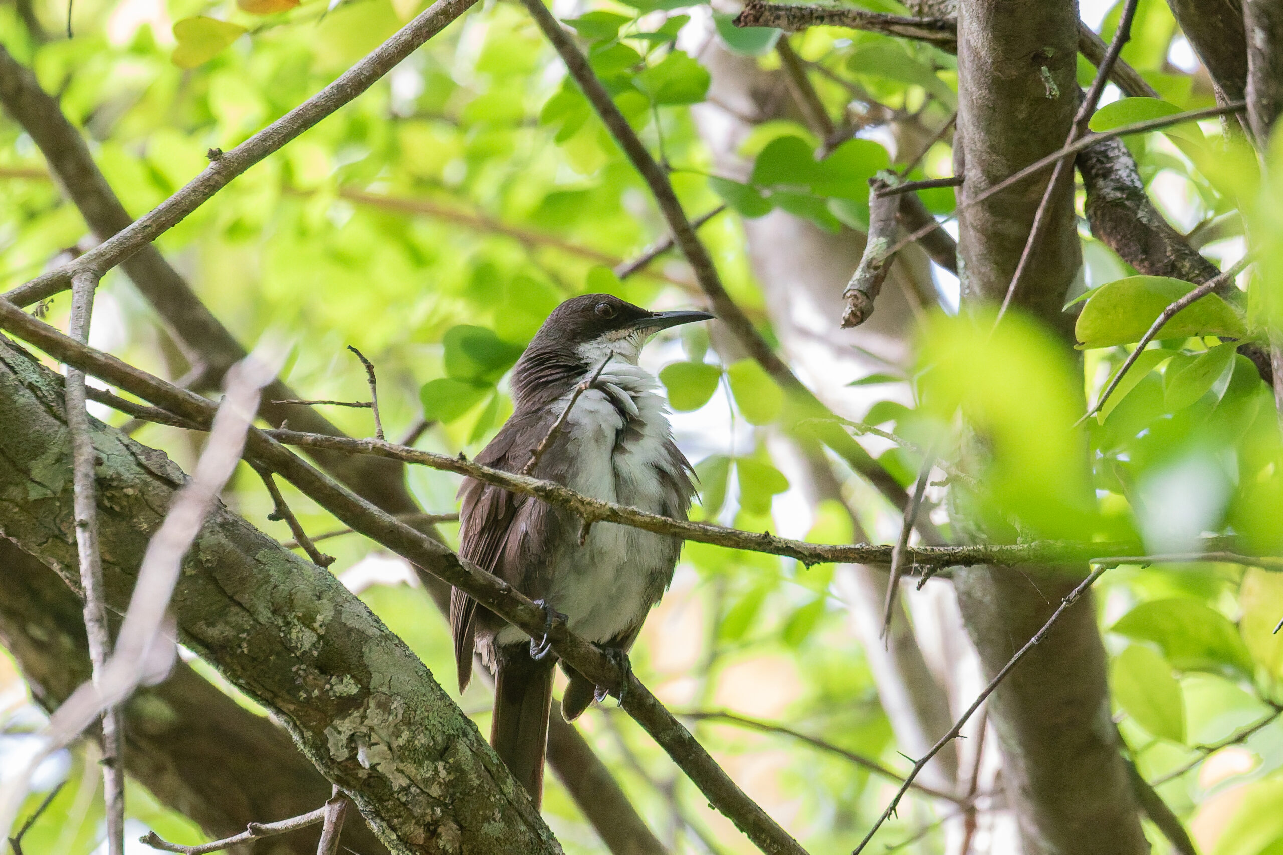 Martinique Thrasher (image by Diedert Koppenol)