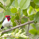 Masked Cardinal (image by Tony Mills)
