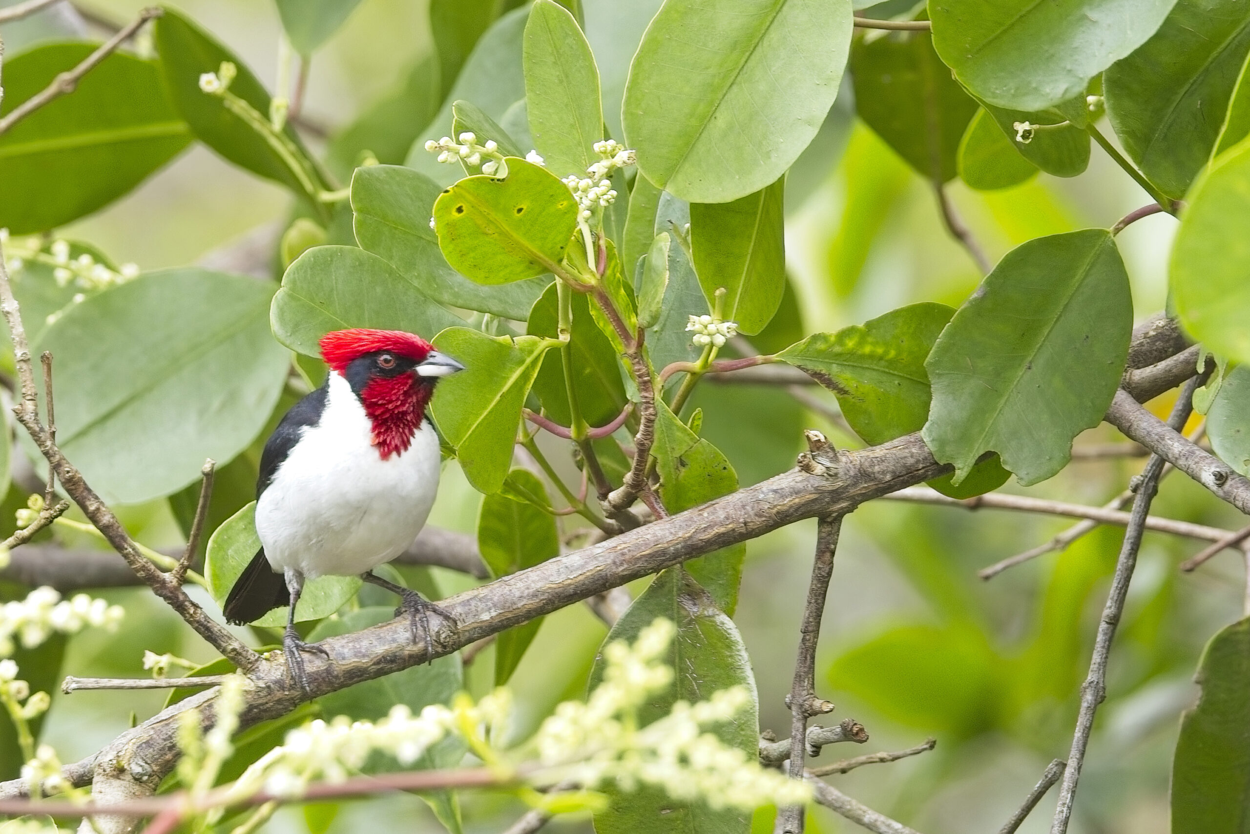 Masked Cardinal (image by Tony Mills)
