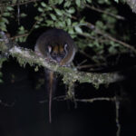 Masked Ring-tailed Possum (image by Dáni Balla)