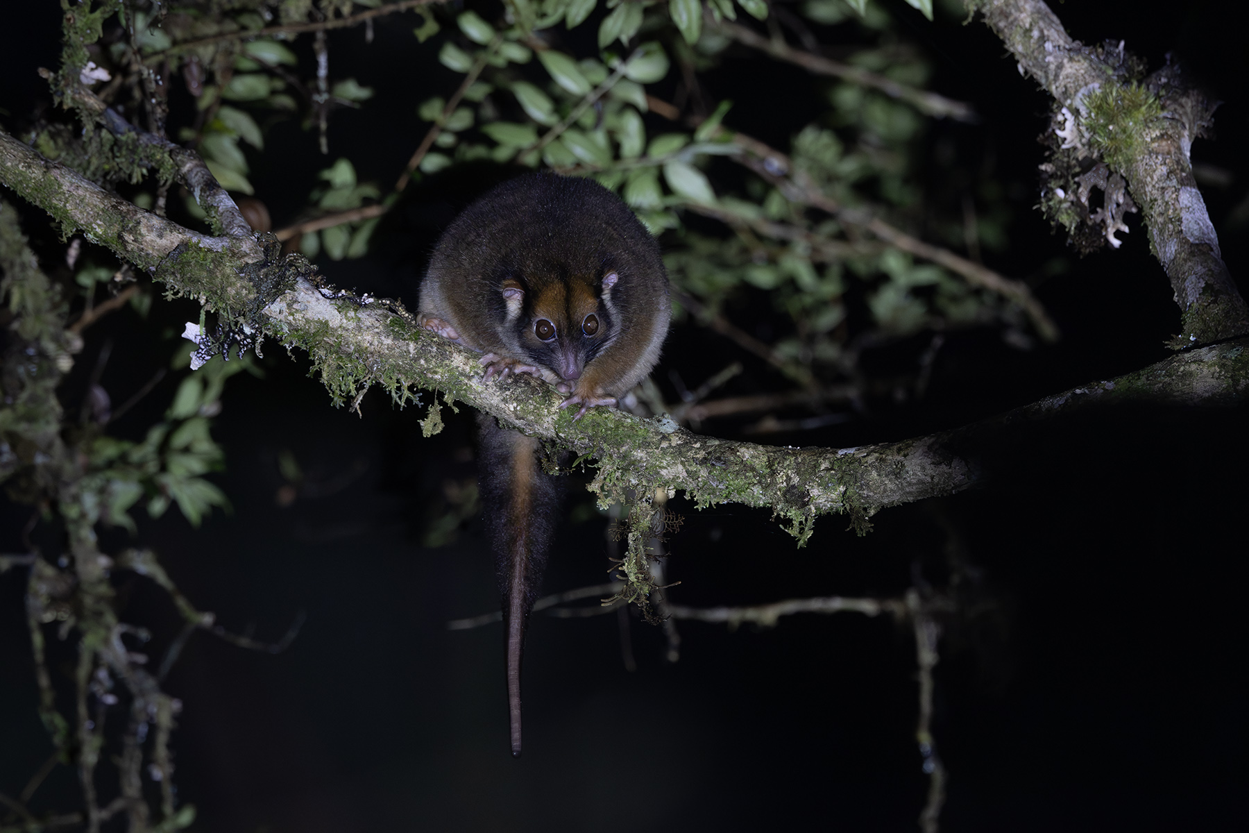Masked Ring-tailed Possum (image by Dáni Balla)