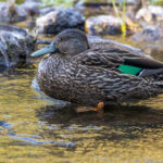 Meller's Duck (image by Nik Borrow)