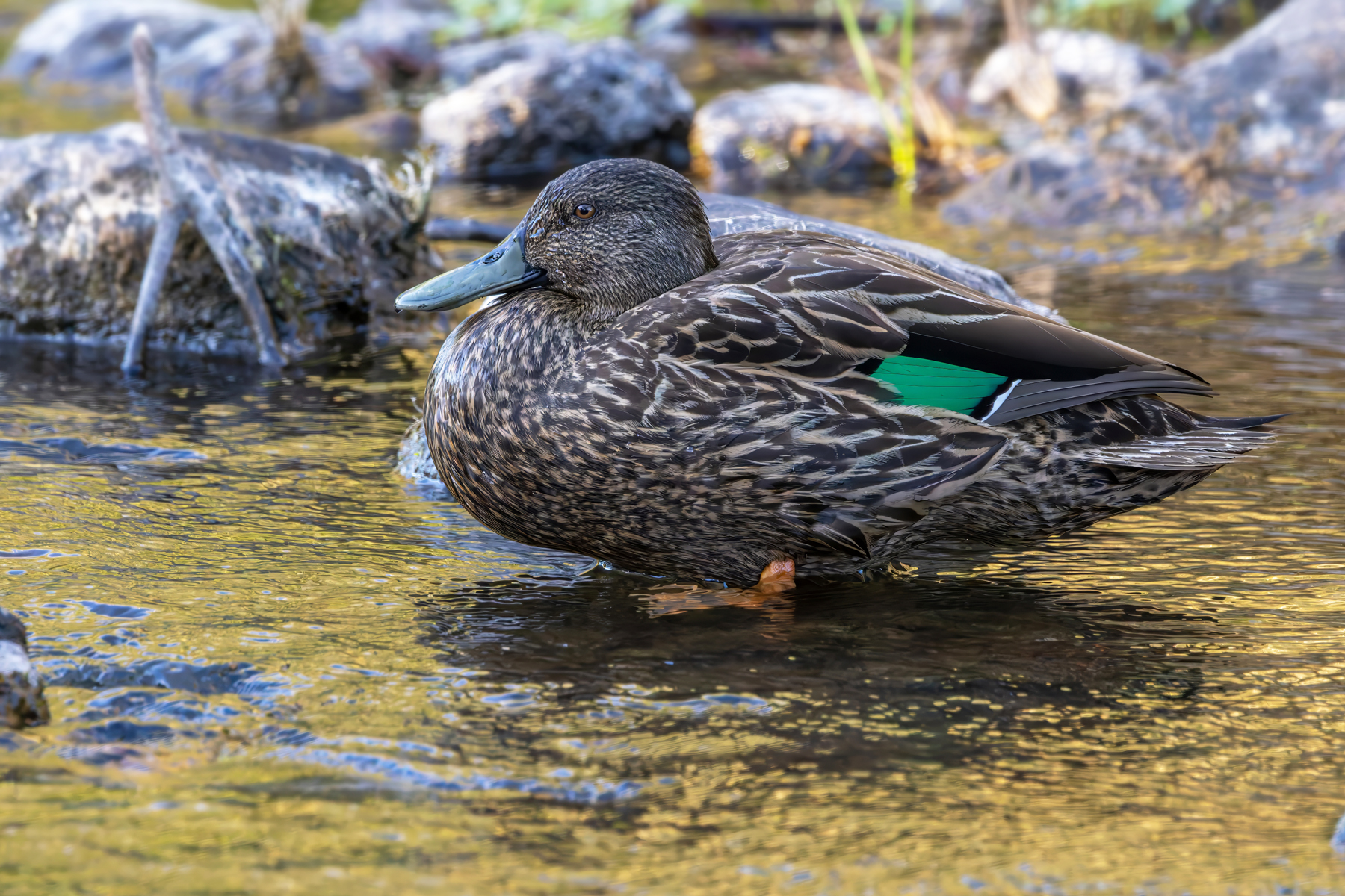 Meller's Duck (image by Nik Borrow)