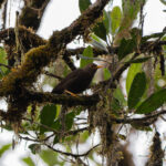 Moluccan Island Thrush (image by Diedert Koppenol)