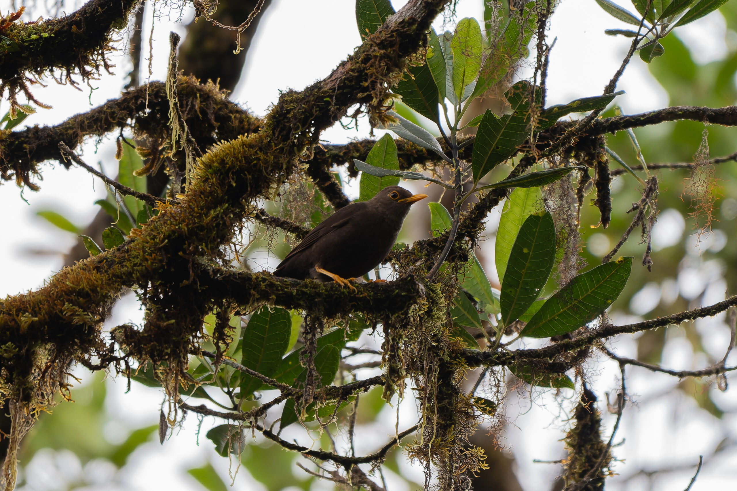 Moluccan Island Thrush (image by Diedert Koppenol)