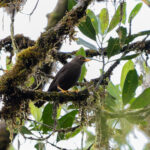Moluccan Island Thrush (image by Diedert Koppenol)