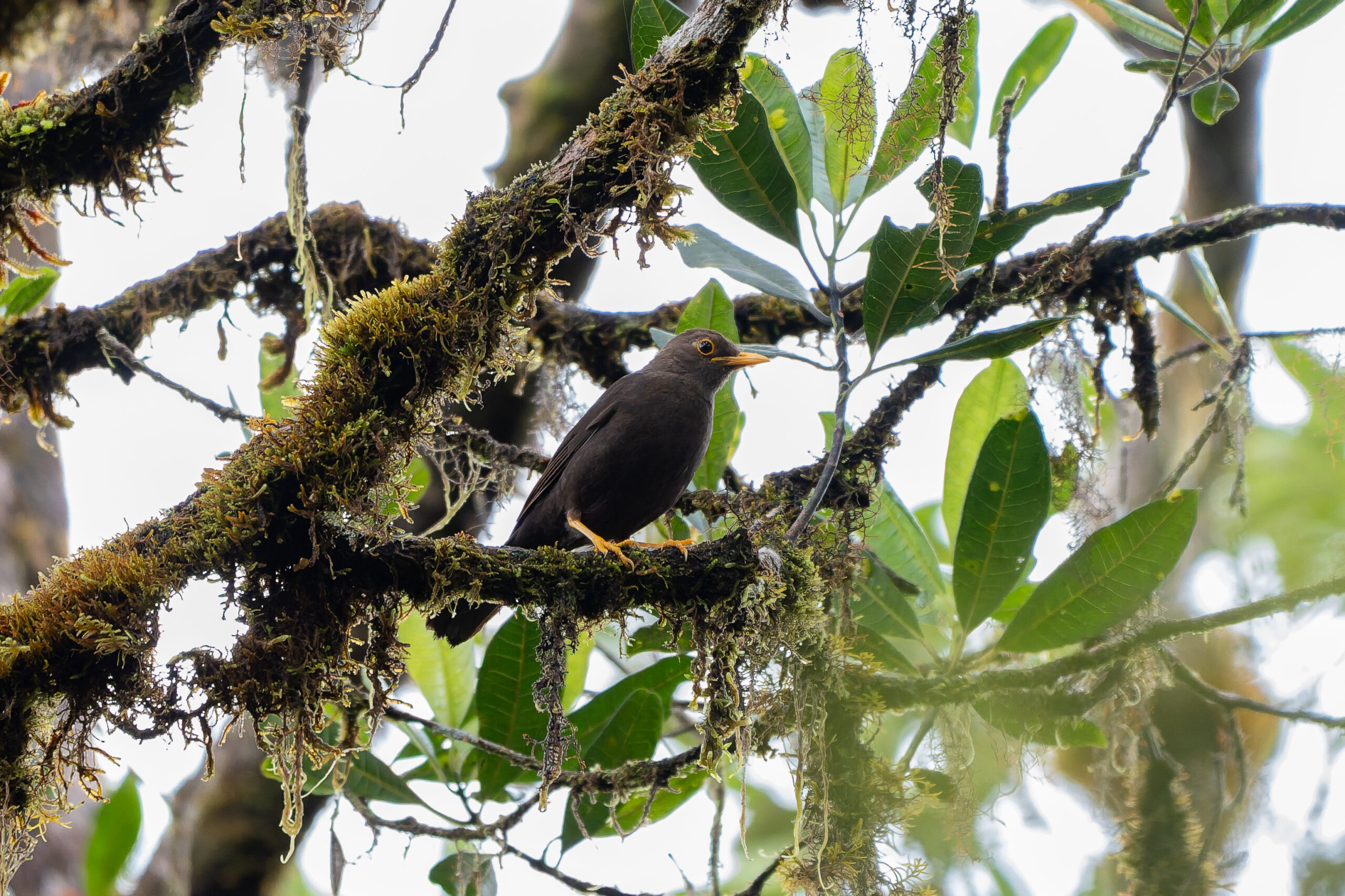 Moluccan Island Thrush (image by Diedert Koppenol)
