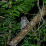 Moluccan Scops Owl (image by Diedert Koppenol)