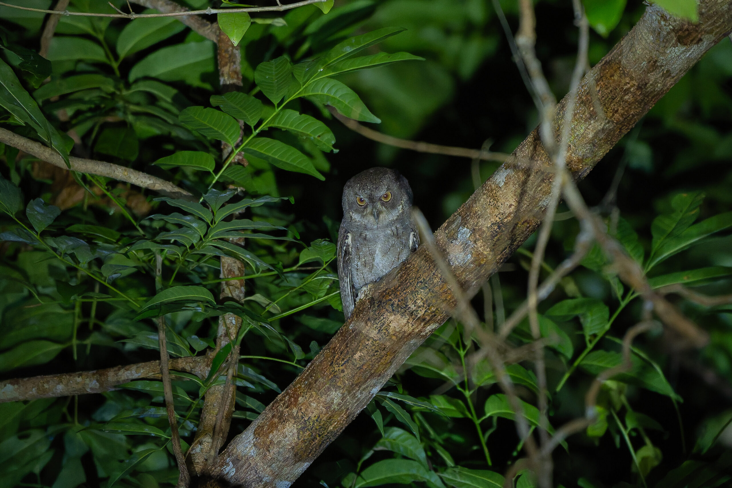 Moluccan Scops Owl (image by Diedert Koppenol)