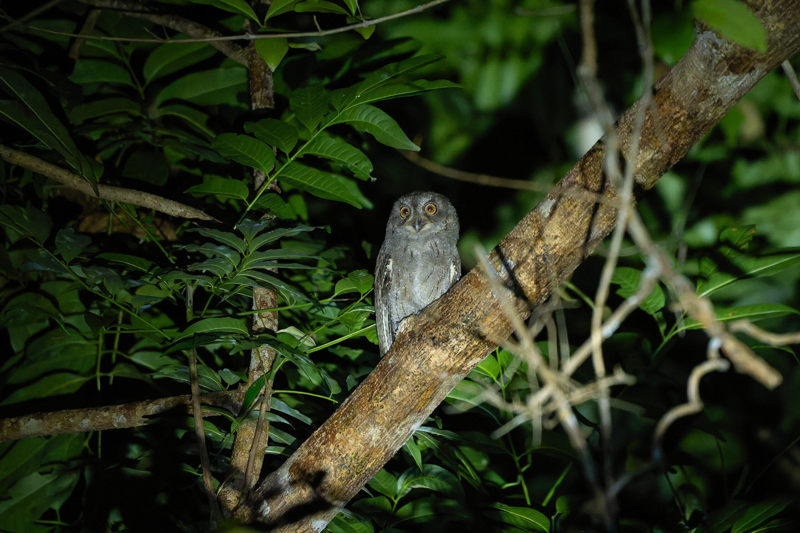 Moluccan Scops Owl (image by Diedert Koppenol)