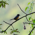 male Montserrat Oriole (image by Diedert Koppenol)