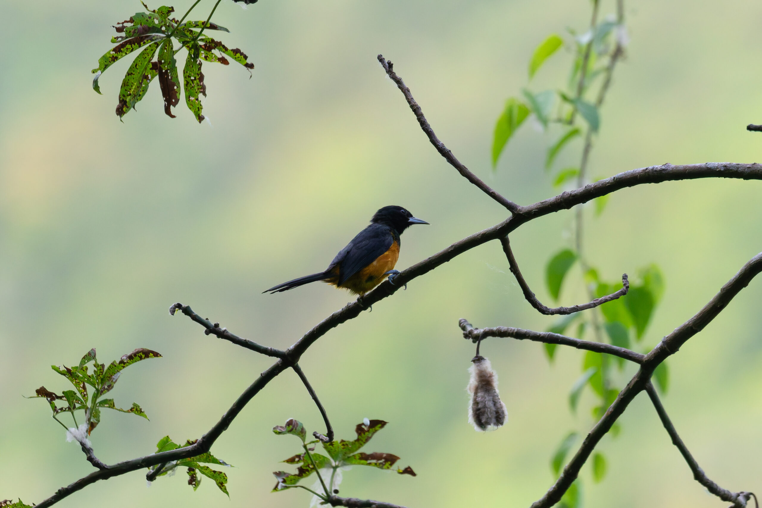 male Montserrat Oriole (image by Diedert Koppenol)