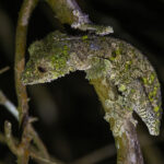 Mossy Leaf-tailed Gecko (image by Nik Borrow)