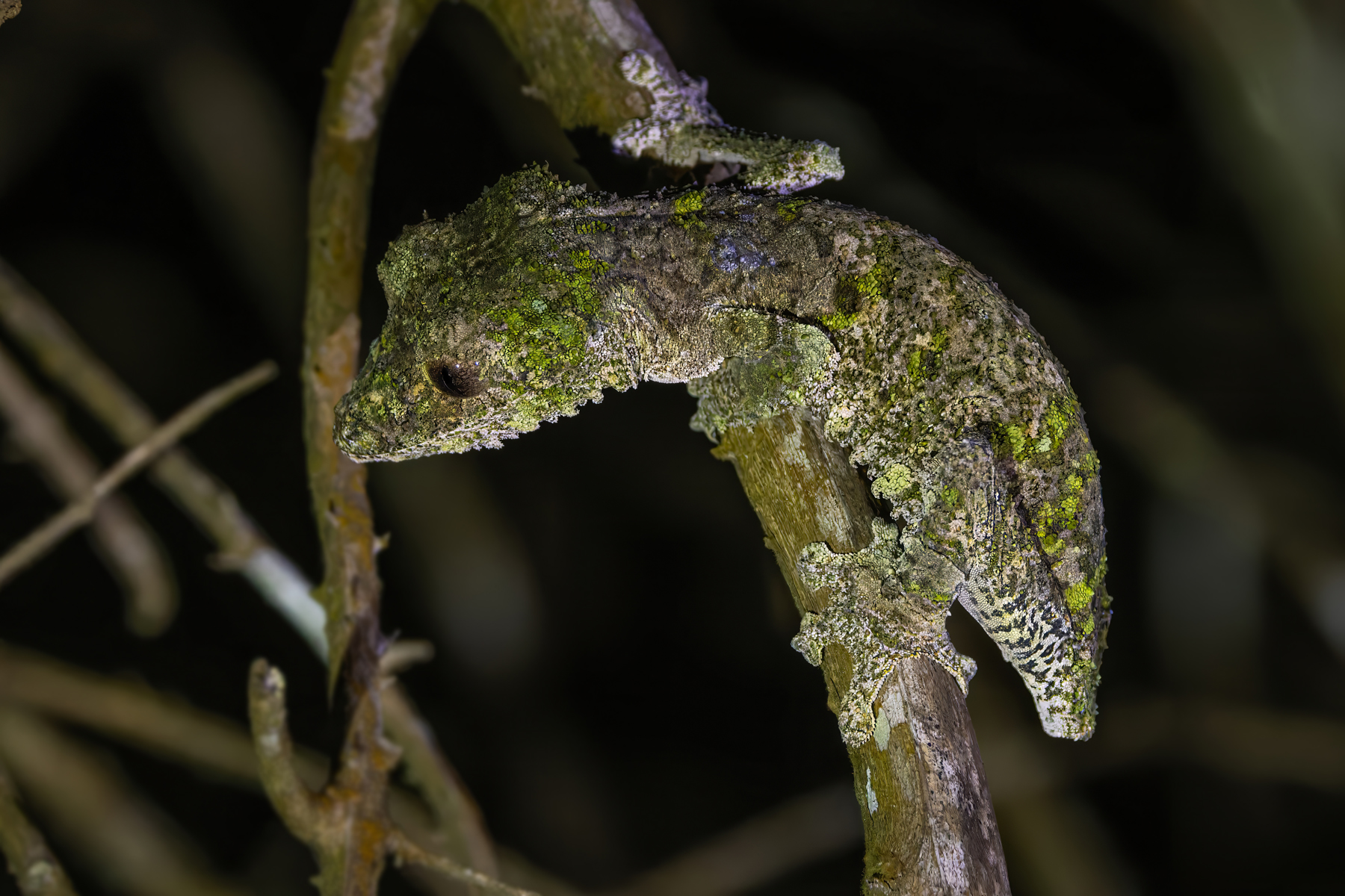 Mossy Leaf-tailed Gecko (image by Nik Borrow)