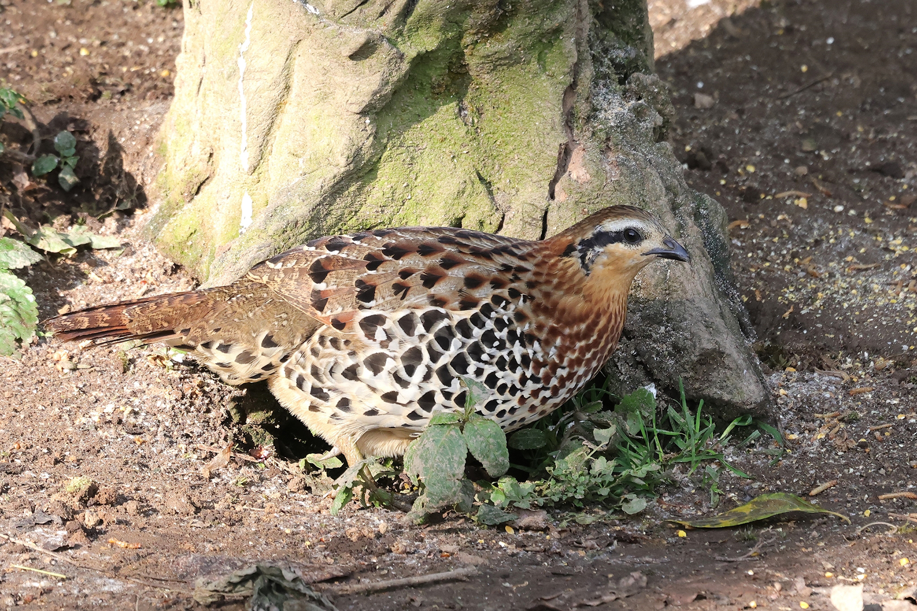 Mountain Bamboo Partridge (image by Hannu Jännes)