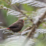 Mountain Firetail (image by Dáni Balla)
