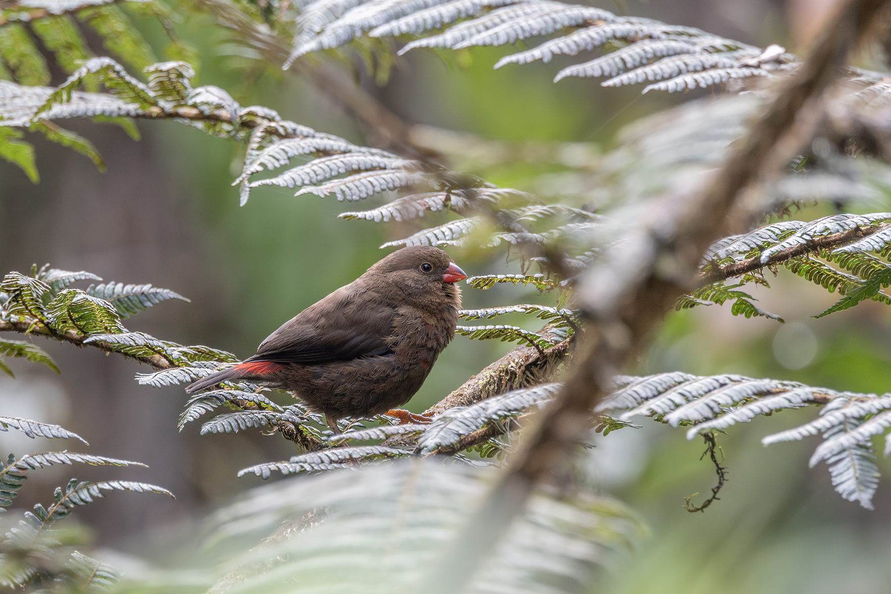 Mountain Firetail (image by Dáni Balla)