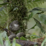 Mountain Mouse-warbler (image by Dáni Balla)