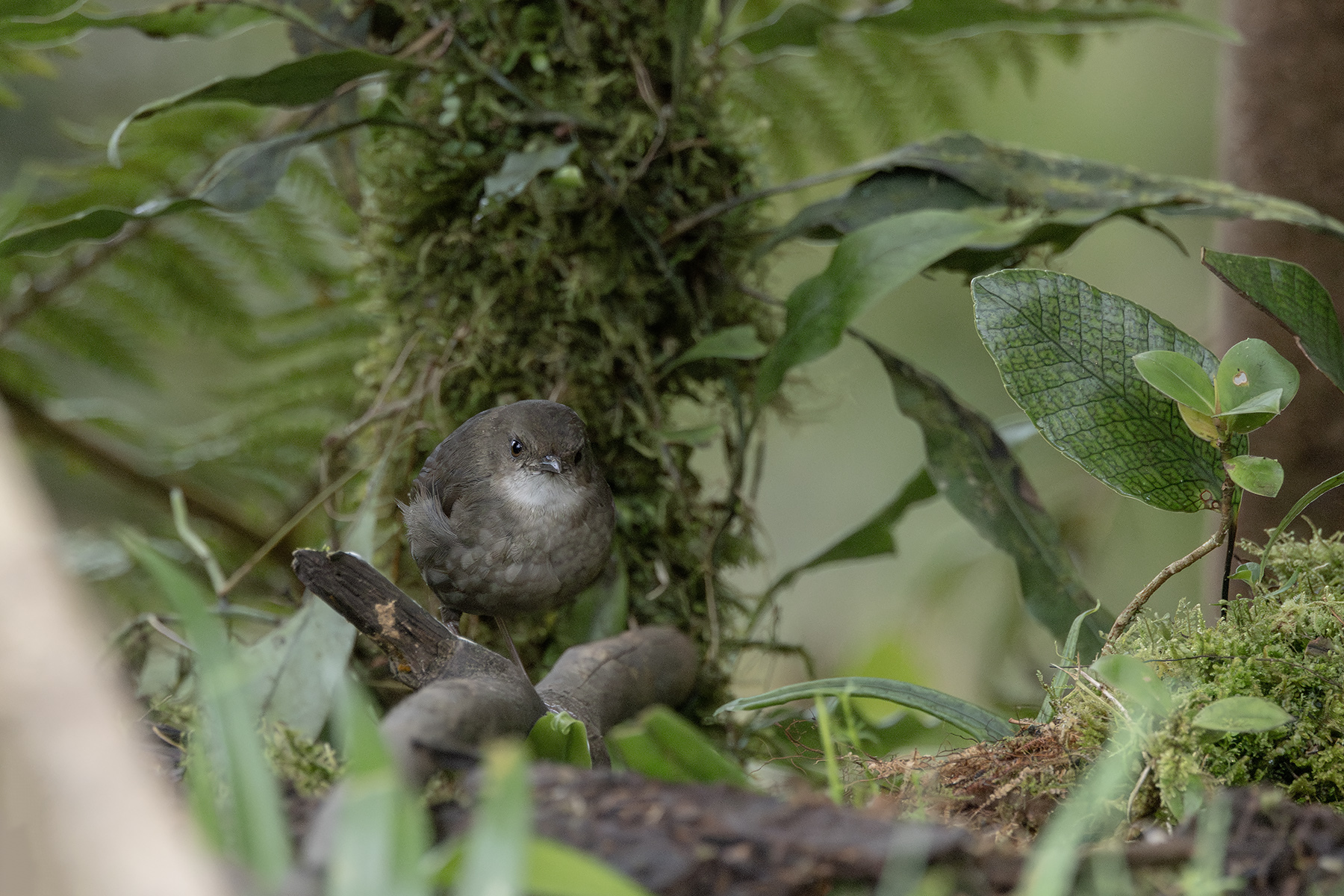 Mountain Mouse-warbler (image by Dáni Balla)
