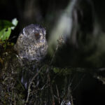 Mountain Owlet-Nightjar (image by Dáni Balla)