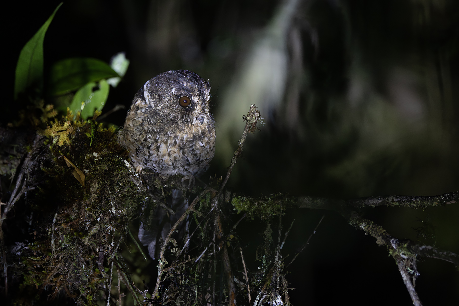Mountain Owlet-Nightjar (image by Dáni Balla)