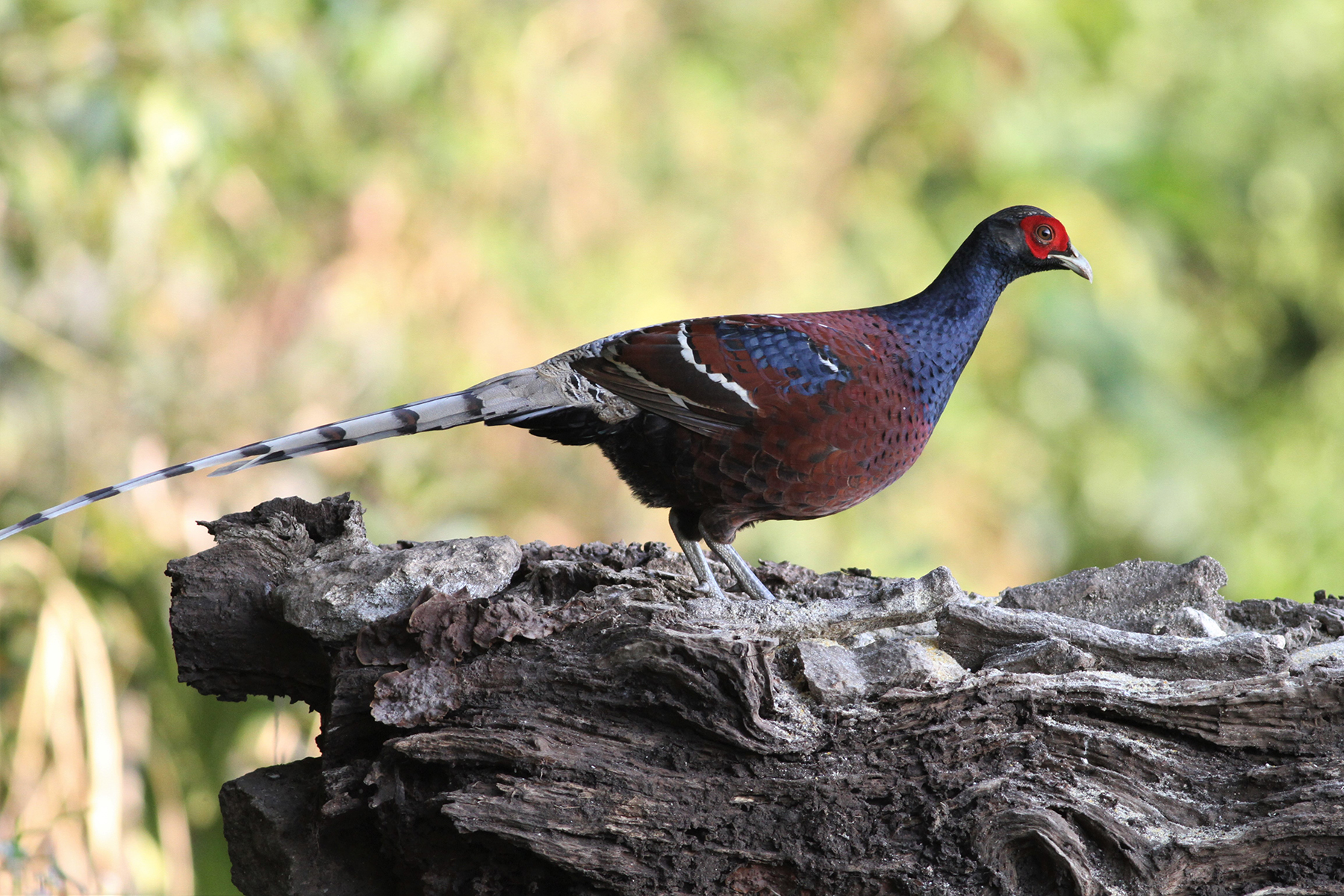 Mrs Hume's Pheasant (image by Hannu Jännes)