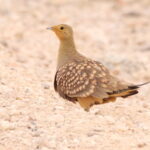 Namaqua Sandgrouse (image by Janos Olah)