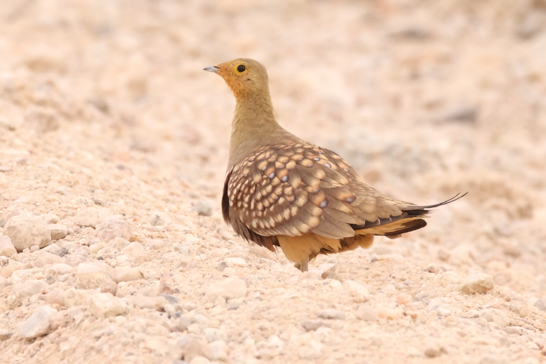 Namaqua Sandgrouse (image by Janos Olah)