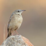 Nicholson's Pipit (image by Janos Olah)